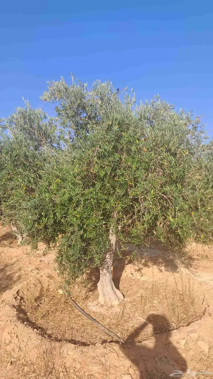 شجر زيتون نيبالي للبيع 6