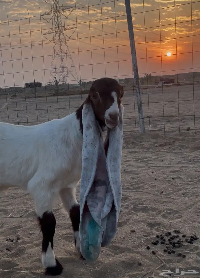 جفرة حجازيه - هولندية خصم 0