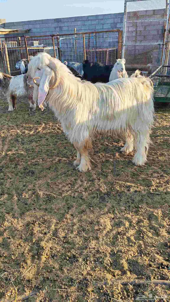 تيس فحل عارضي أبيض 0