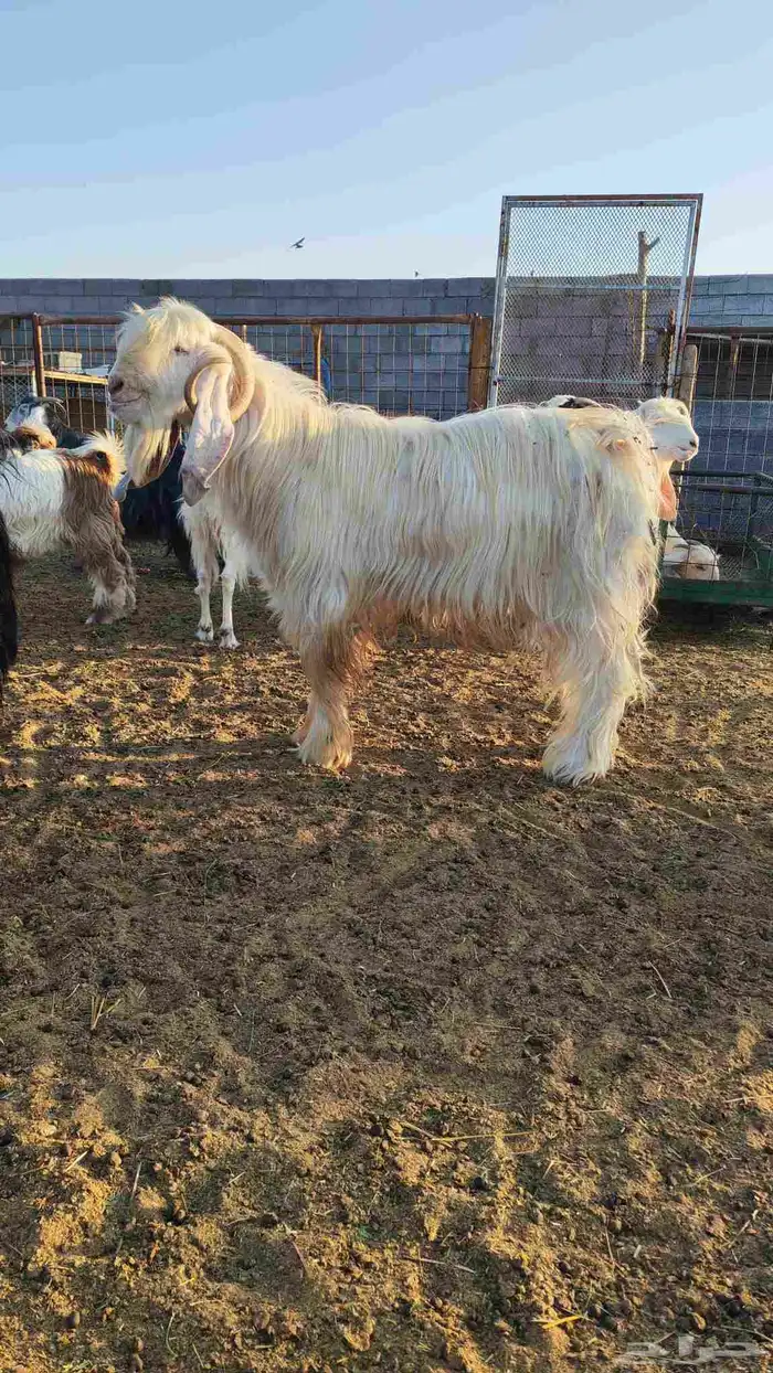 تيس فحل عارضي أبيض 1