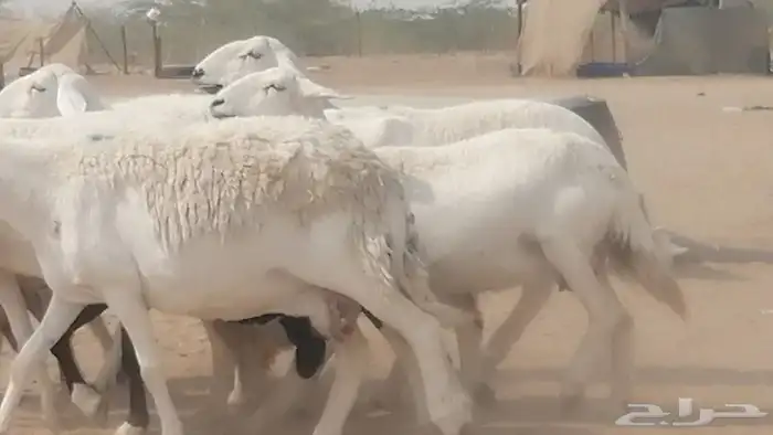 غنم حريات خلفات 17 تحتها 16 10