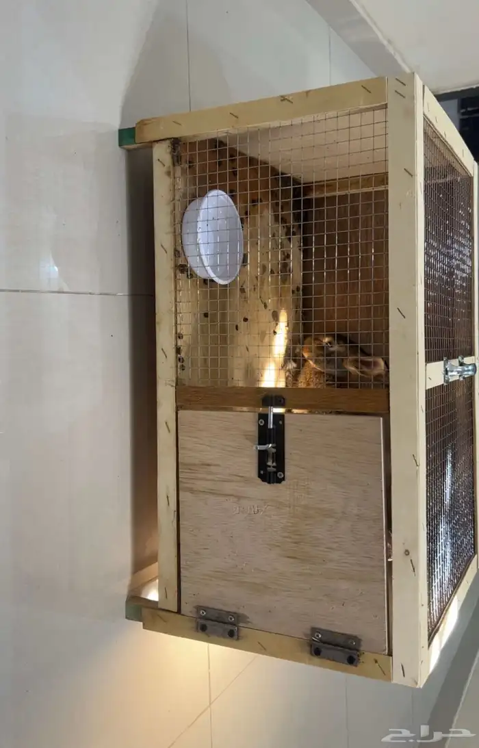 أرانب للبيع 5