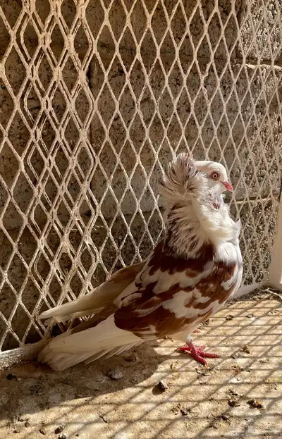 حمام خوارج تفريد index