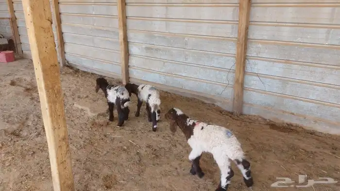 دواغير نعيم العدد 3 3