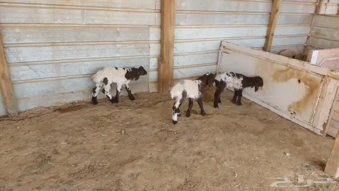 دواغير نعيم العدد 3 4