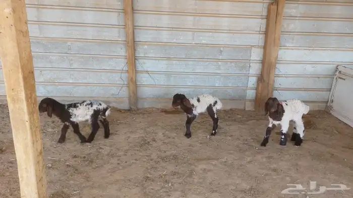 دواغير نعيم العدد 3 0