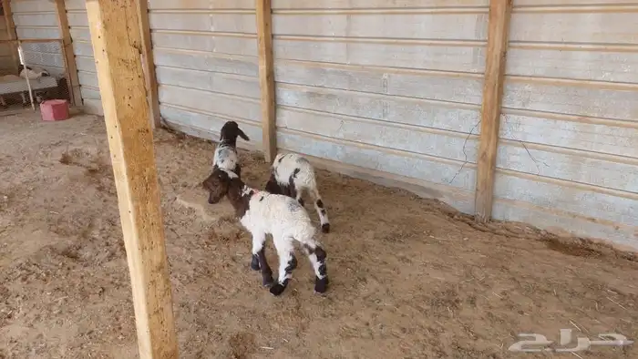 دواغير نعيم العدد 3 1