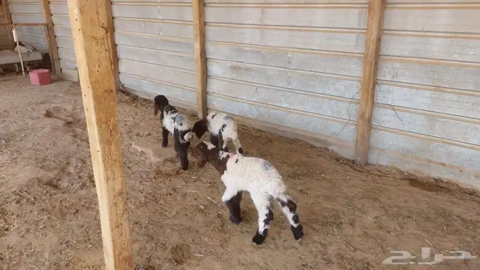 دواغير نعيم العدد 3 2