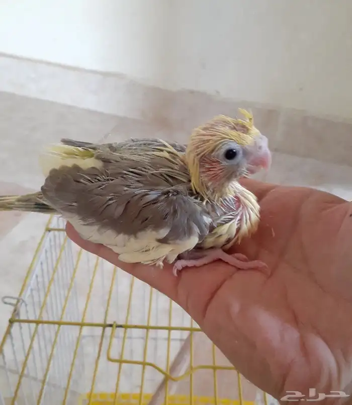 فرخ كروان غر ( تم البيع ) 3