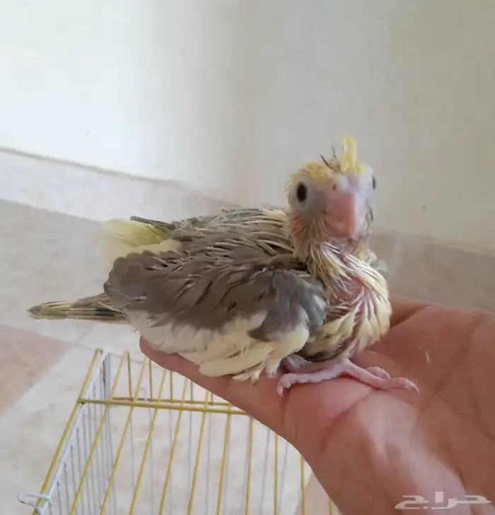 فرخ كروان غر ( تم البيع ) 1