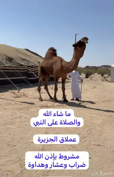 مشاء لله تبارك الرحمن بعير كناني احمر دم على جميع الشروط index