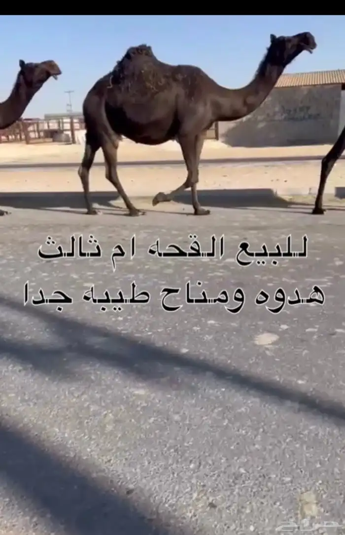 لقحه طيبه ومنيح سليمت العذاريب 0