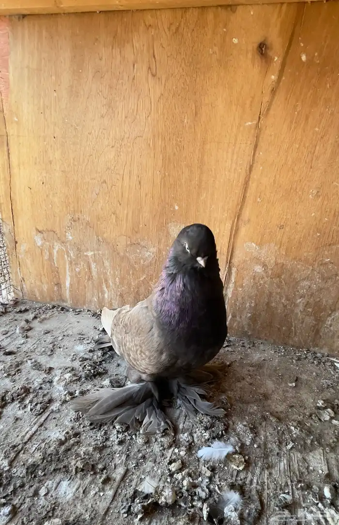 حمام خوارج تفريد 1