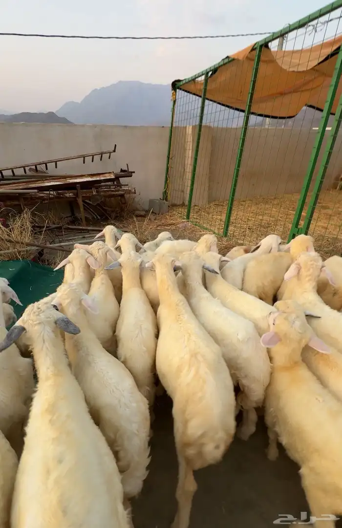 طليان ورخال 2