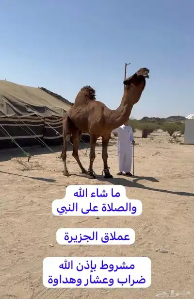 مشاء لله تبارك الرحمن بعير كناني احمر دم على جميع الشروط index