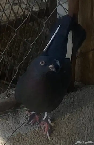 زوج زينه بعياله index