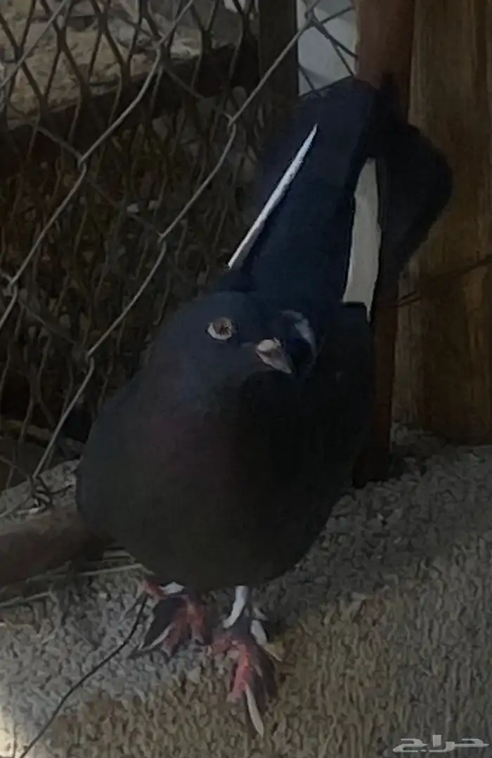 زوج زينه بعياله 2