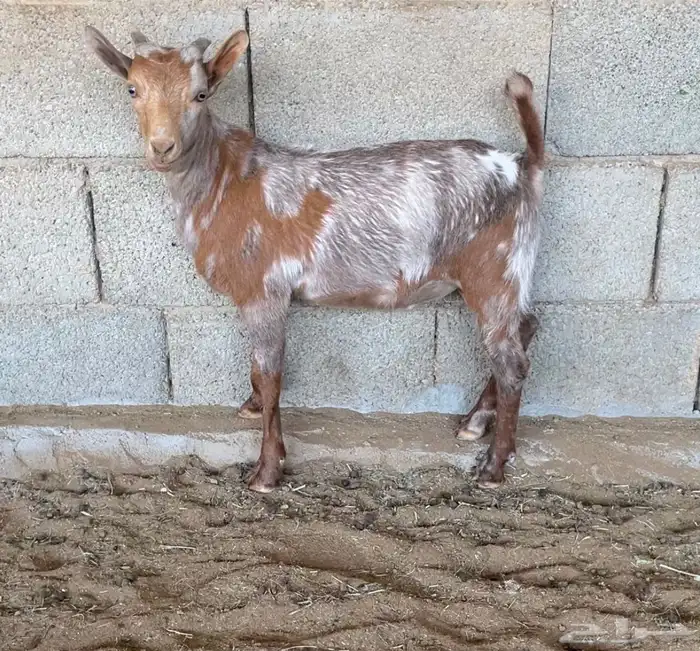 ماعزعماني 0