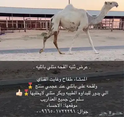 وضحاء باتليه القحه مقرب index