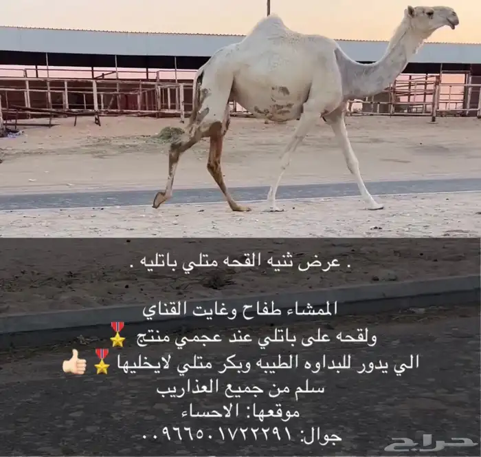 وضحاء باتليه القحه مقرب 0