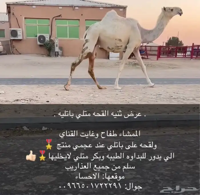 وضحاء باتليه القحه مقرب 1