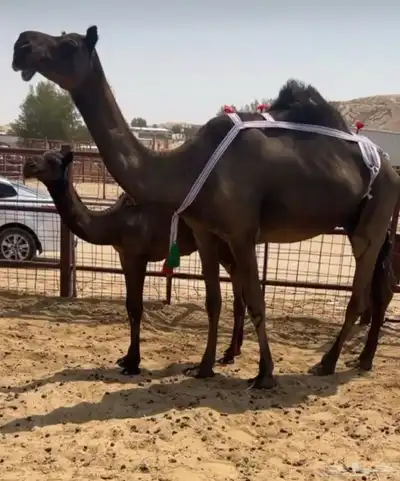 ضروبه تو مبيوع حاشيها 0