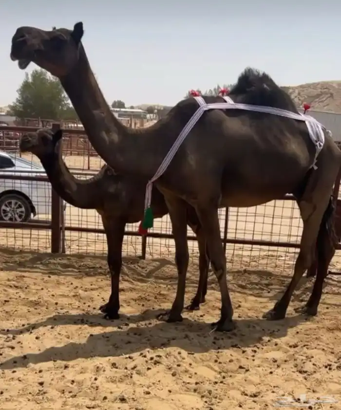 ضروبه تو مبيوع حاشيها 0