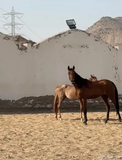 فرس مع مهره البيع على السوم index