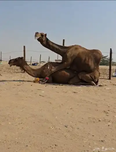 بعير للبيع index