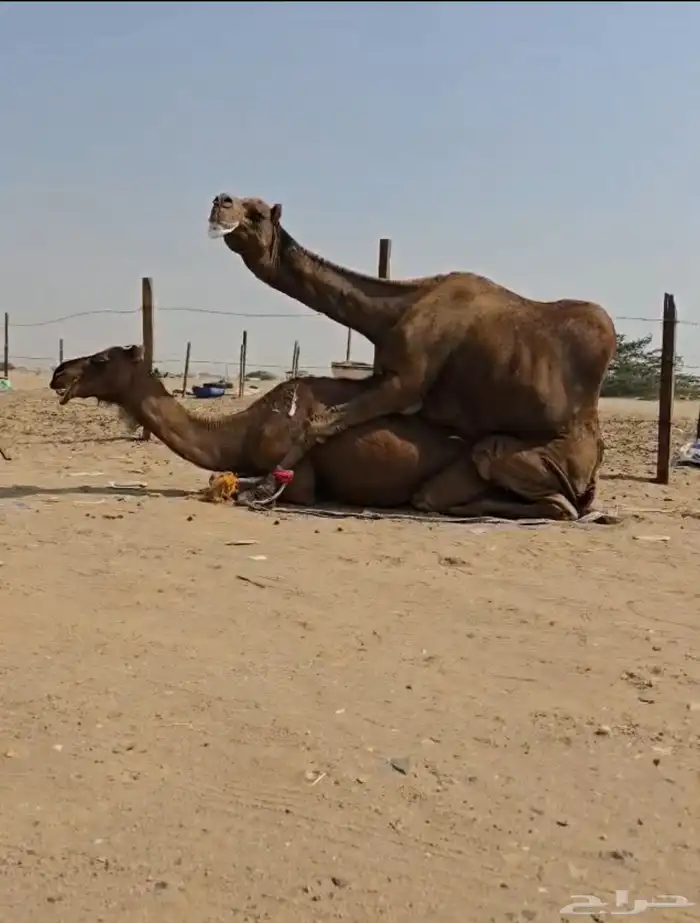 بعير للبيع 2