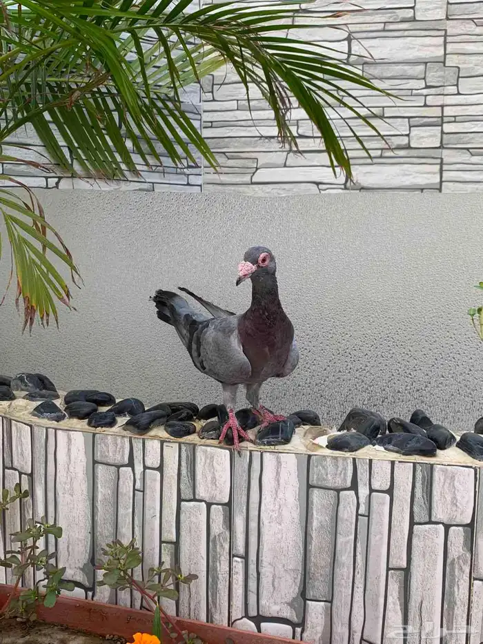 ذكر ازرق شرط سليم من الامراض 1