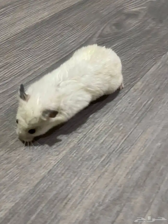 السلام عليكم هامستر للبيع انثى السعر 25 ريال 2