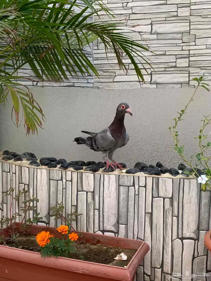 ذكر ازرق شرط سليم من الامراض 0