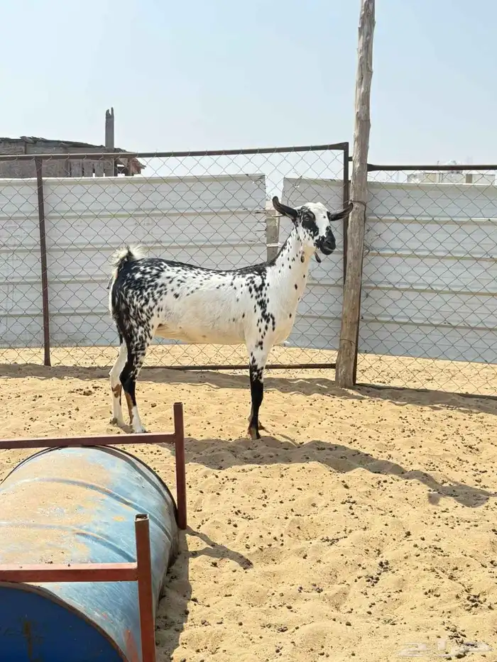 خبيش بيشيات 0