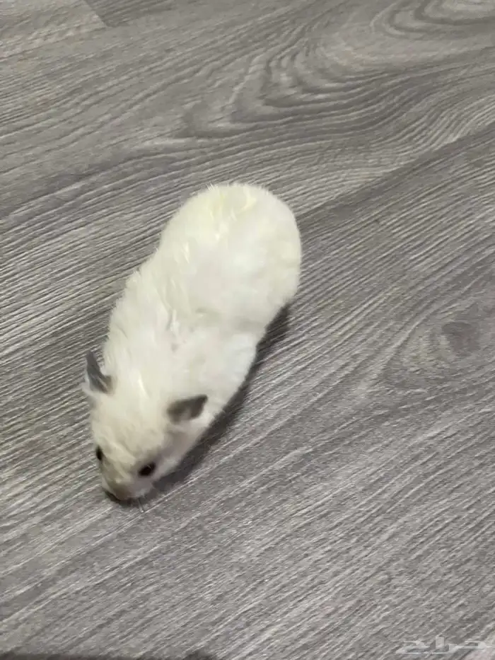 السلام عليكم هامستر للبيع انثى السعر 25 ريال 0