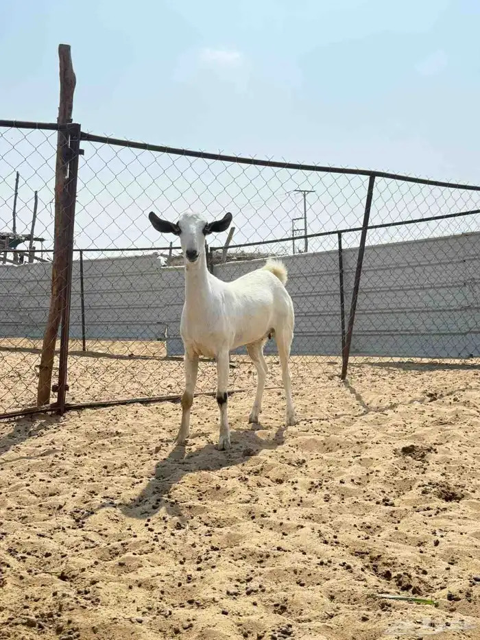 خبيش بيشيات 1