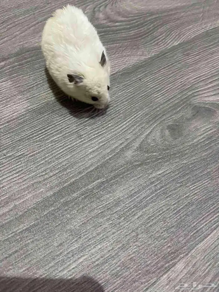 السلام عليكم هامستر للبيع انثى السعر 25 ريال 1