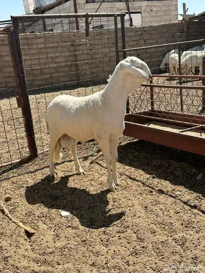 ذببيحه شرط نظافه من الابر index