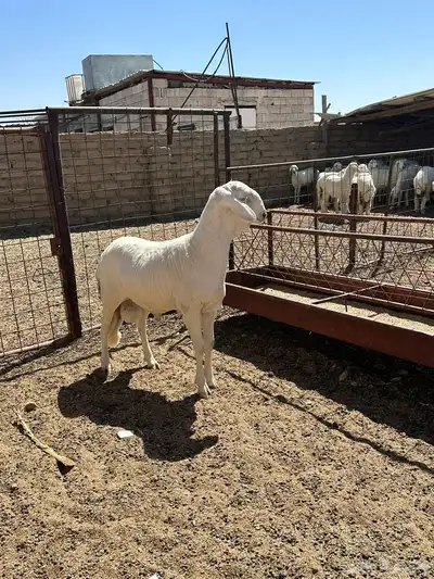 ذببيحه شرط نظافه من الابر index