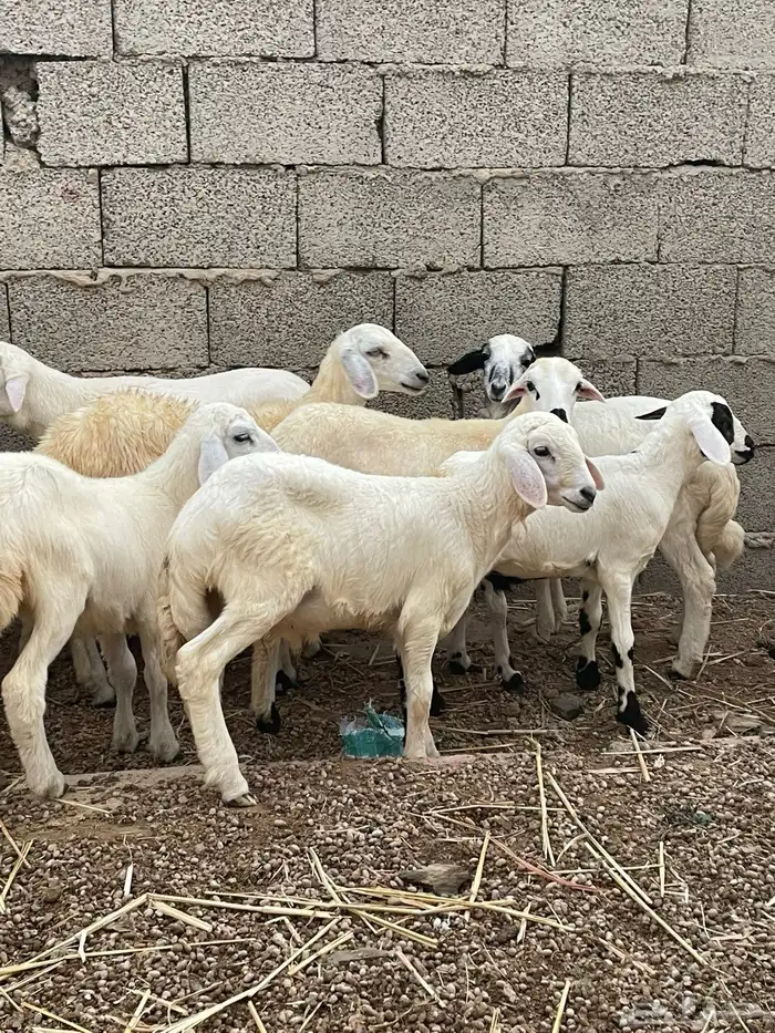 طليان ورخال 1