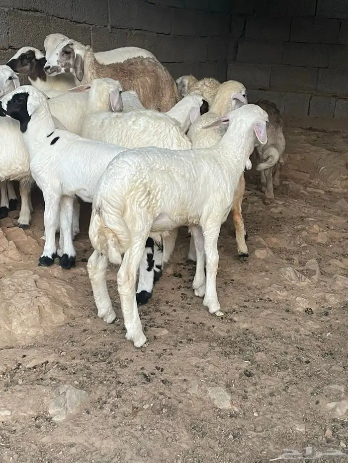 طليان ورخال 5