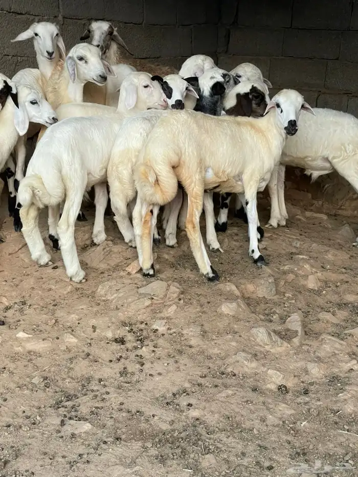 طليان ورخال 7