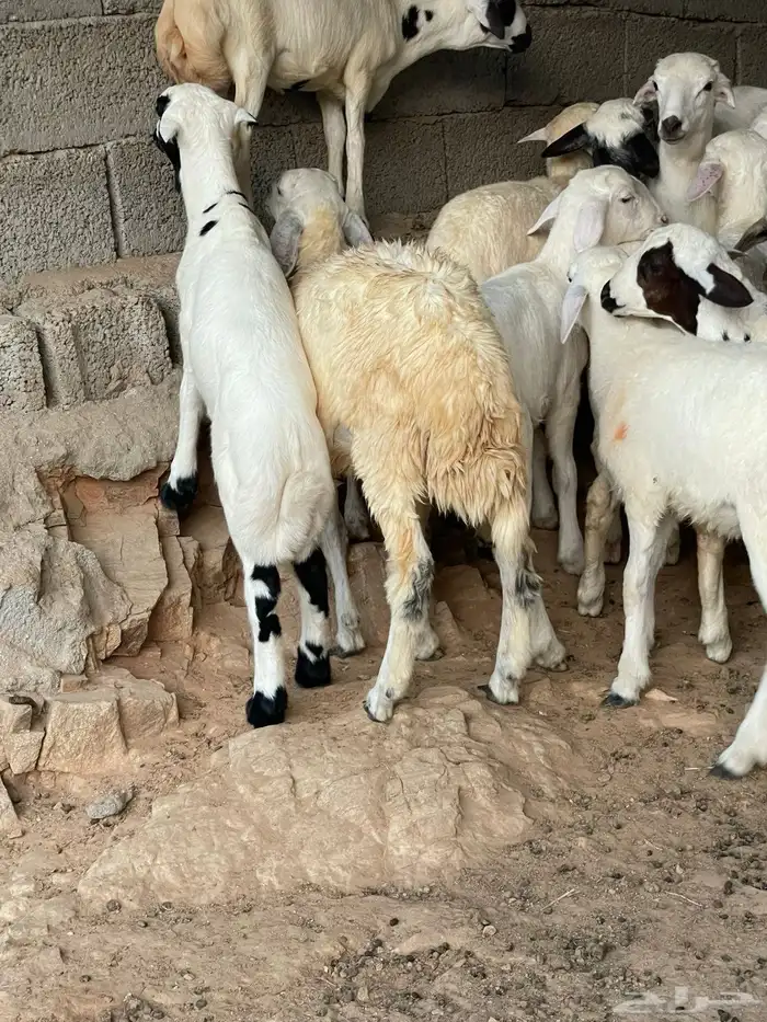 طليان ورخال 6