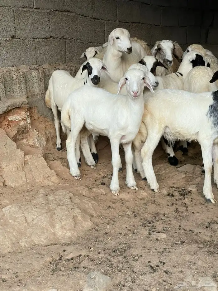 طليان ورخال 3