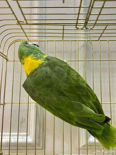 امزواني يلو ناب index