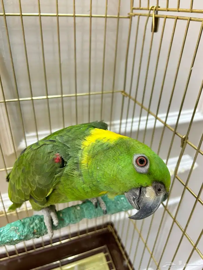 امزواني يلو ناب 2