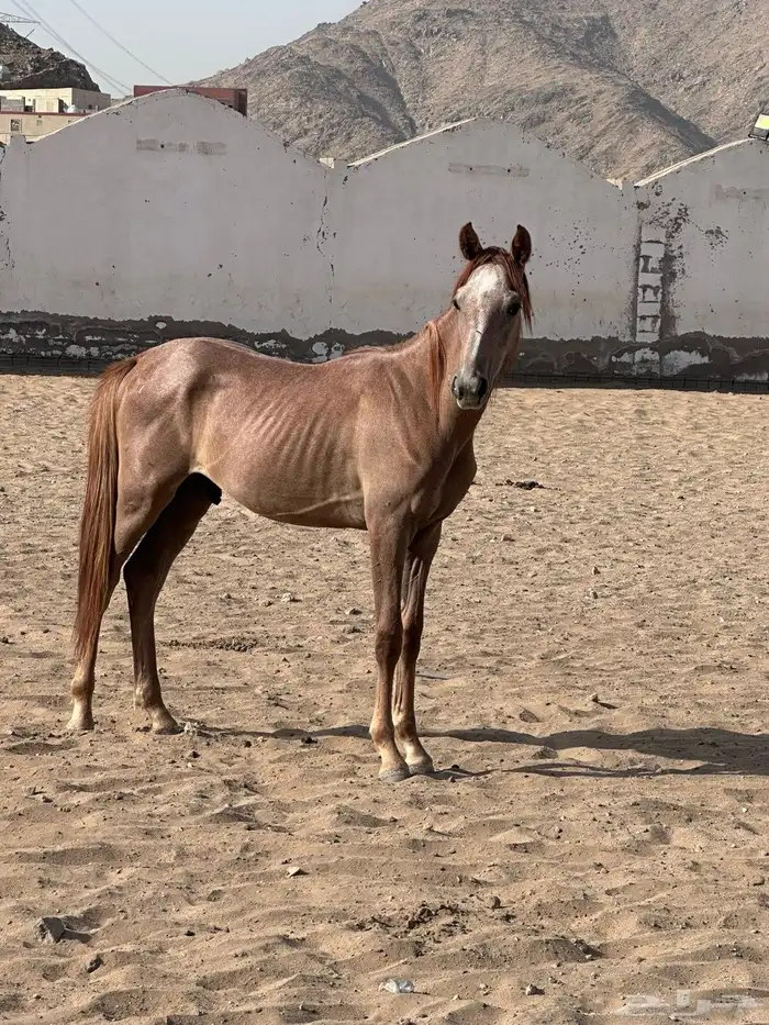 فرس مع مهره البيع على السوم 3