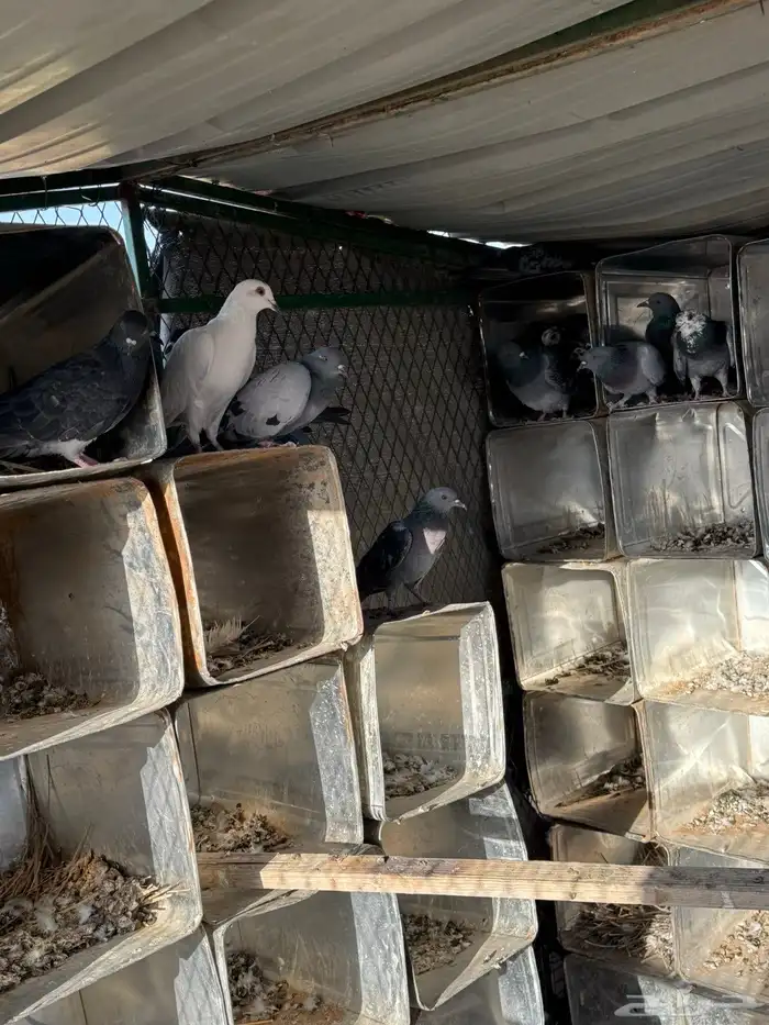 حمام دحل سوادي 1