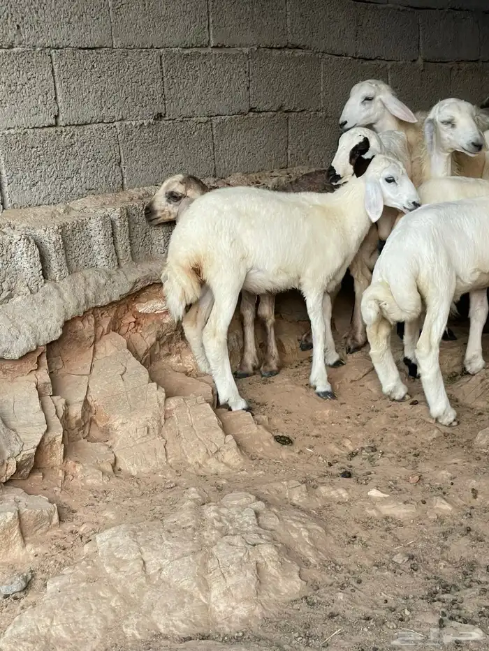 طليان ورخال 4