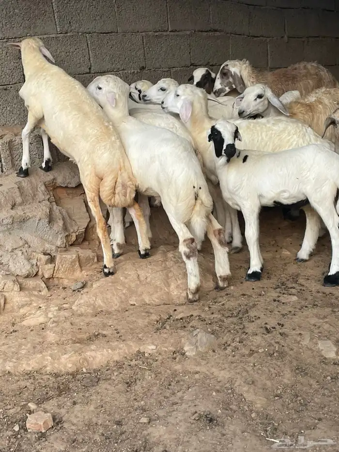 طليان ورخال 2